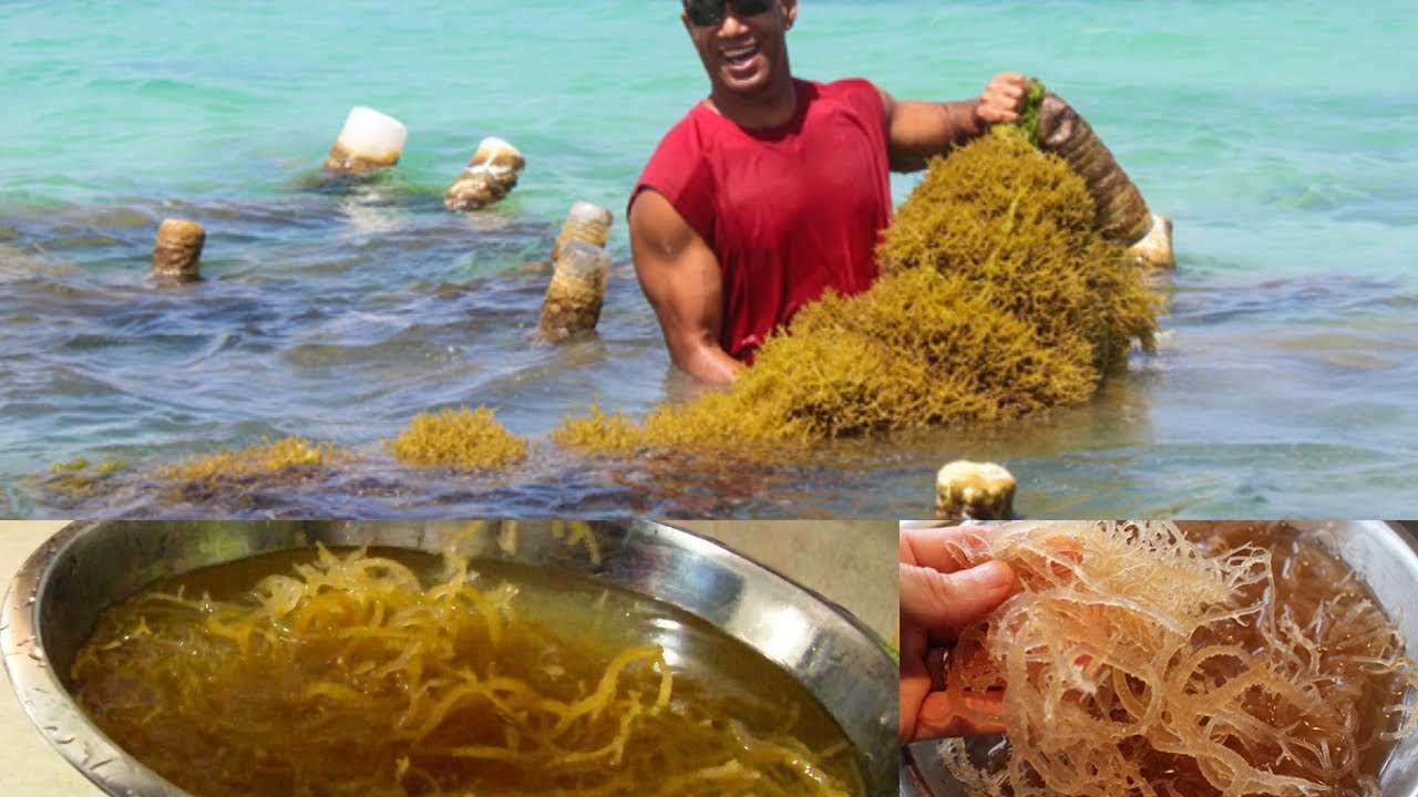 Raw unbleached wildcrafted Caribbean Sea Moss (Irish moss & Carrageen)